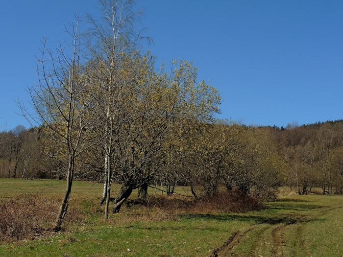 Cestou k chatě, Petrovice